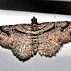 Bent-Line Carpet Moth