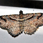 Bent-Line Carpet Moth