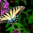 Eastern Tiger Swallowtail