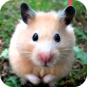 Cute Hamster.apk 1.0