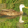 Florida Duck/Mottled Duck