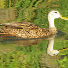 Florida Duck/Mottled Duck