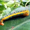 blue-day moth caterpillar