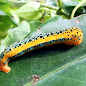 blue-day moth caterpillar