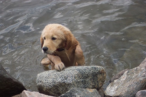 Jazz este acest caine 6 luni