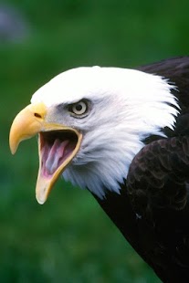 Birds Wallpaper Screenshots 23