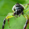 male Monkey face spider