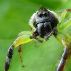 male Monkey face spider