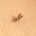 World's tiniest fly!