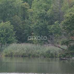Lums Pond Park Delaware by Dianne Collins - Landscapes Waterscapes