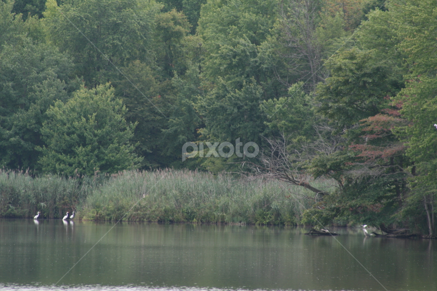Lums Pond Park Delaware by Dianne Collins - Landscapes Waterscapes