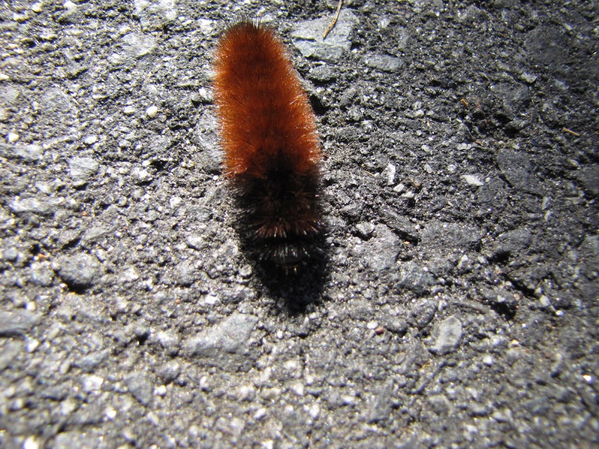 Wooly worm