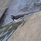 White-browed Wagtail