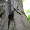 American Giant Milipede