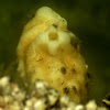 Pleated sea squirt
