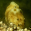 Pleated sea squirt
