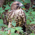 Juvenile red-shouldered hawk