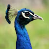 Indian Peafowl or Blue Peafowl