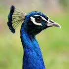 Indian Peafowl or Blue Peafowl