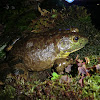 American Bullfrog