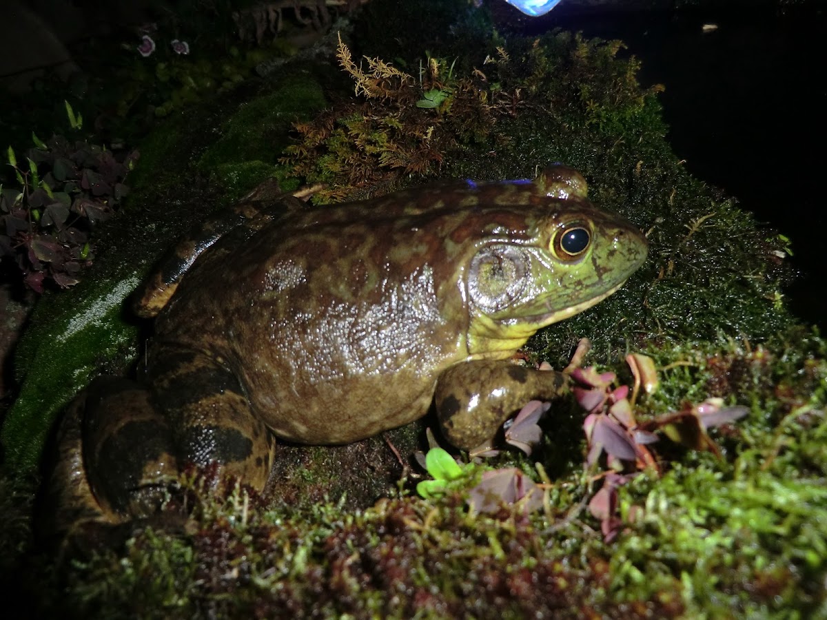 American Bullfrog