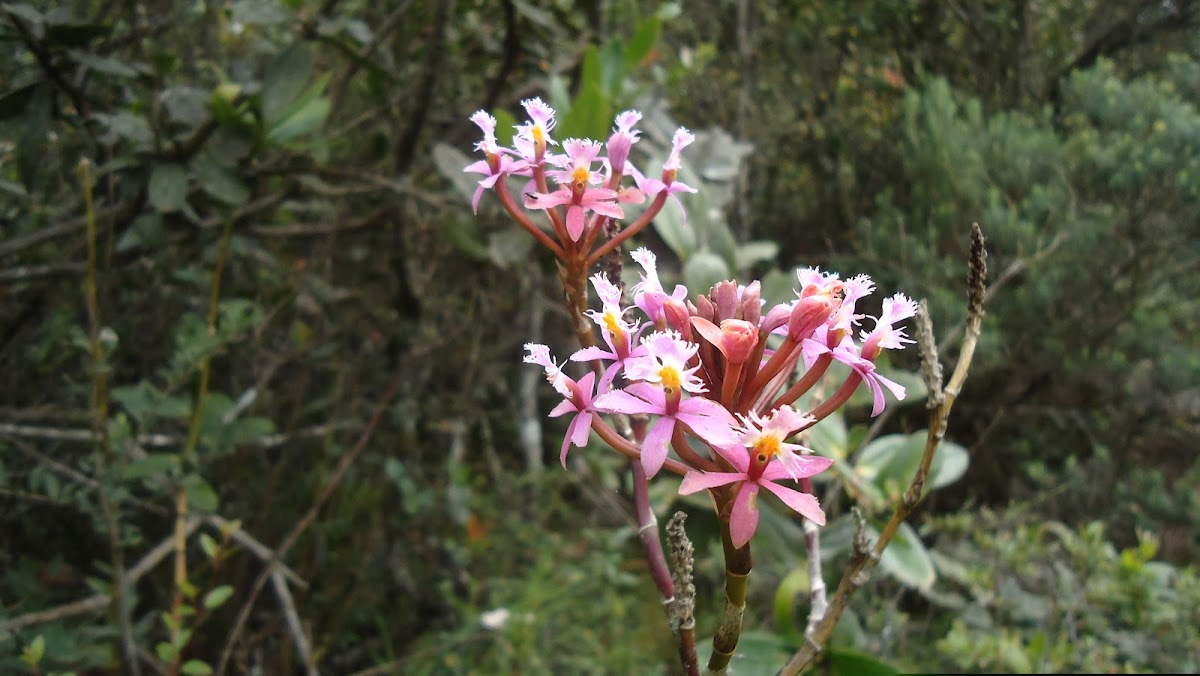 Orchid epidendrum