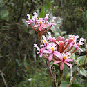 Orchid epidendrum