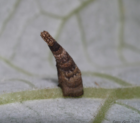 CaseBearing Moth Project Noah