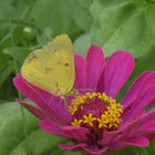Amirilla butterfly