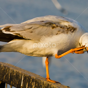 morning routine ... by Tushar Bharwada - Animals Birds