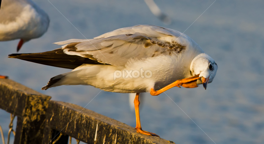 morning routine ... by Tushar Bharwada - Animals Birds