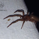 Spiny-Legged Sac Spider