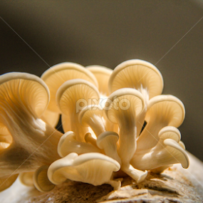 Family Tree_II by Shadat Hossain - Nature Up Close Mushrooms & Fungi
