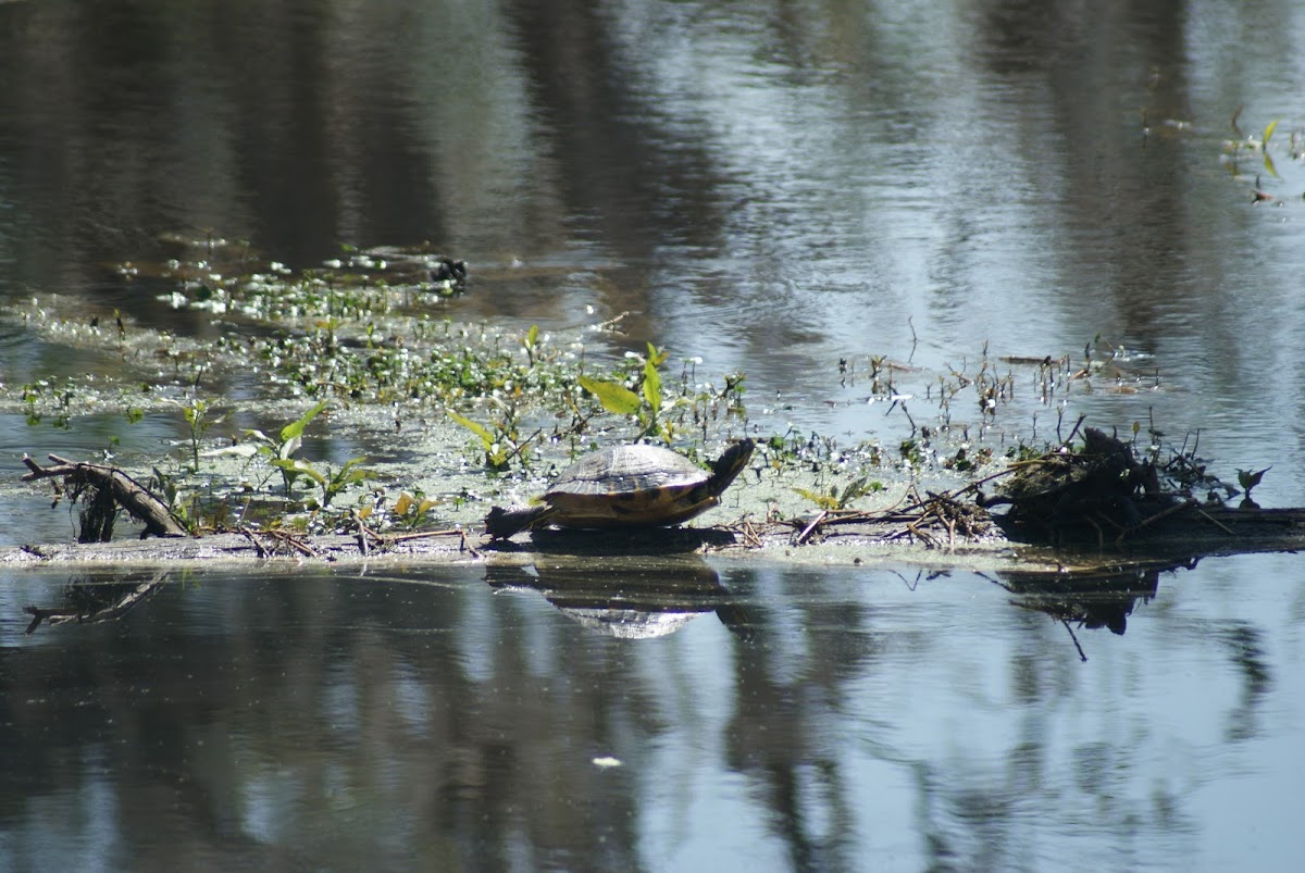 Fresh water turtle