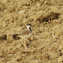 Red-wattled Lapwing