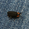 black firefly