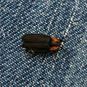 black firefly