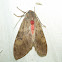 Banded Tussock Tiger Moth
