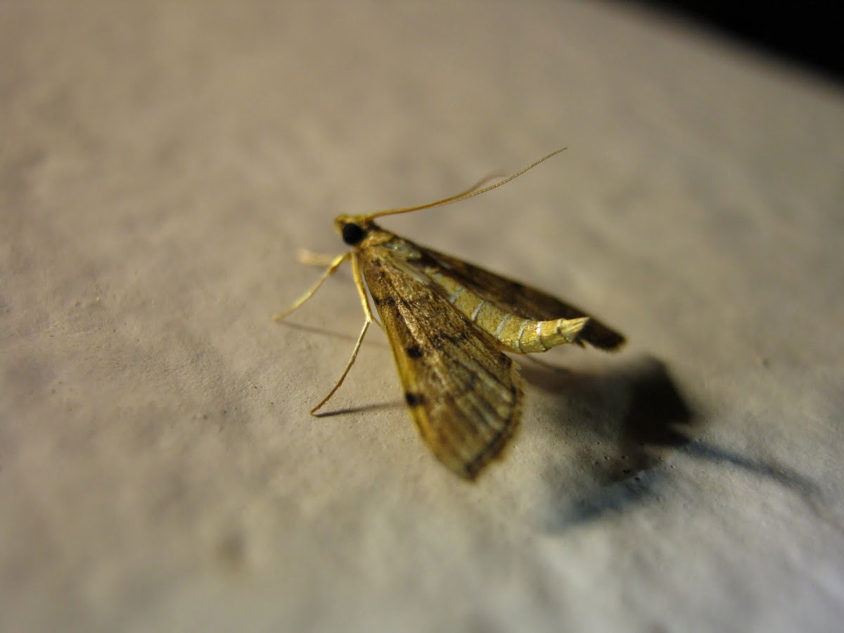 Moth, Mariposa(PT-BR)