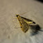 Moth, Mariposa(PT-BR)