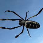 Banded-Legged Golden Orb-Web Spider