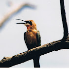 White-fronted Bee-eater