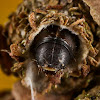 Bagworm Moth (Larvae)