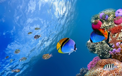 Fish Wallpaper Screenshots 2