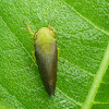 Leafhopper