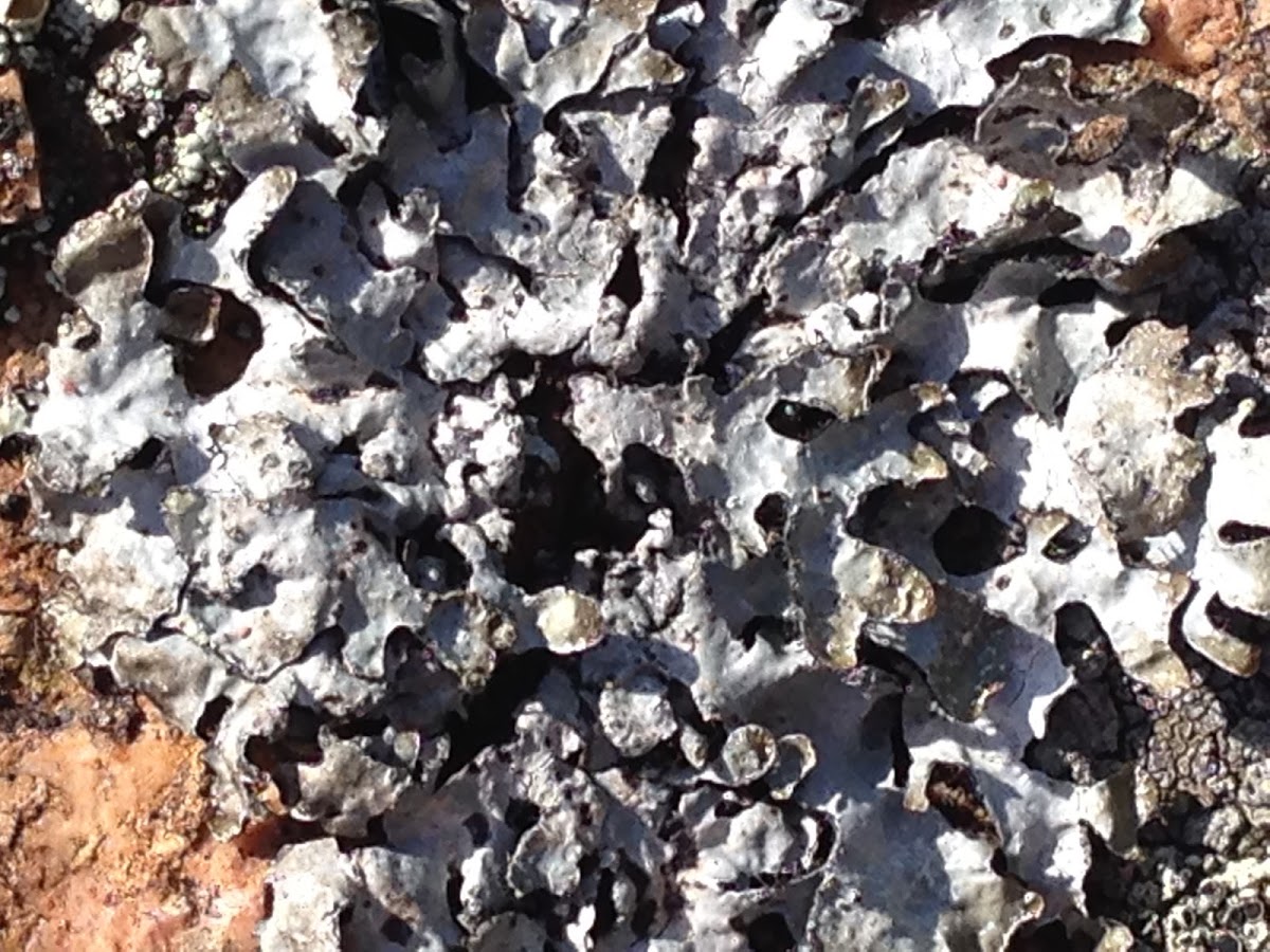 Black Stone Flower lichen