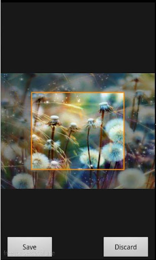 【免費個人化App】Dandelion Wallpaper-APP點子