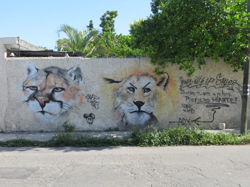 Lions Grafitti