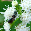 Small Carpenter Bee