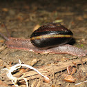 Pacific Sideband Snail